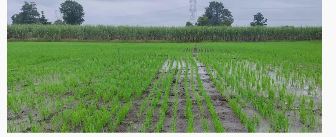 TAR VATTAR DSR: Eco-Friendly Weed Control and Water Conservation Technology