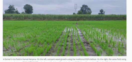 TAR VATTAR DSR: Eco-Friendly Weed Control and Water Conservation Technology